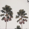 govin meizanur
