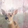 Nnn