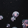 Fish Jelly