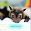 BatsRule Megabats Microbats (Owner)