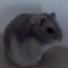 Rinzarko