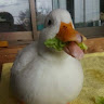 melloowmarsh member profile picture