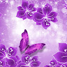 Vio Violet