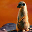 Mr. Meerkat (Owner)