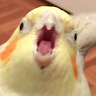 Raeyadewi 