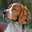 Welsh Springer（所有者）