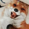 user_rqkevjqgvut4oup8 member profile picture