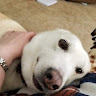  “B dog” 