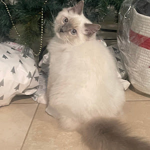 alexandervisser70 - @alexandervisser70 - TikTok