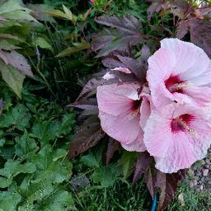 sallymeissner - @sallymeissner - TikTok