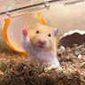 Trang Tran avatar