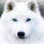 Snowy Snowwolf