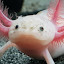 Dave the axolotl