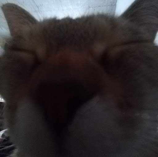Cherry_Mango