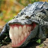 View HappyCrocodile's Profile