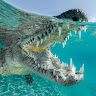 Poneros Suchus profile picture