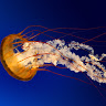 user_u5yqxpvwf6erztfl member profile picture