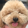 ともだあやののプロフィール画像