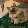 Aqila Hafizhah Nurul Izzati