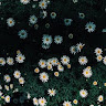 Busy Daisy