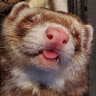 Ferret