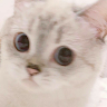 CAM