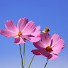 Created by