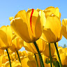 Moshe Moshonov's photo