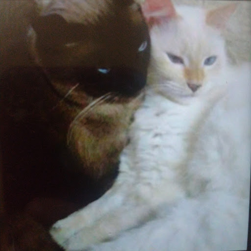 Olá Pet Farma — foto 4