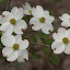 Dogwood Tree