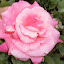 Gold Reef Rose Society Gardening Society