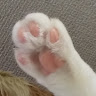 猫多頭飼いおばさん