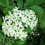 Lars A. (Elderflower)