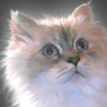 misswildkat