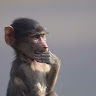 Monkey Molotov