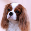 cavalierdog (Owner)