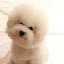 Oliver Bichon Frise