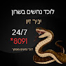 Snake “Yanir