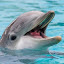 Classe Dofins (Owner)