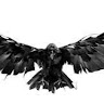 Raven