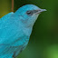 cyanicbird