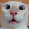 Siroi Neko 