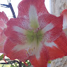 משה מומי נמימי's photo