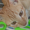 Mpus. meong