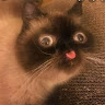 derpcat469's Avatar