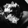 aybuke-ayvaz