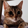user_6bq3i5r3l9ixcmmj member profile picture