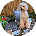 Pet Supplies Plus Athens - Athens, Alabama