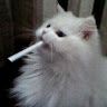 kosyara member profile picture
