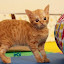 Cats And Kitten TV - Kitkat Playroom Videos